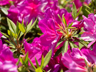 五月山公園に咲くピンク色のツツジ