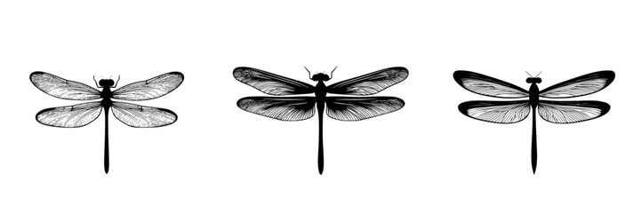 Silhouette pictogram of dragonflies showcasing diverse wing and body structures in a minimalist vector design