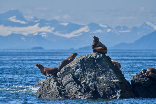Sea lion on the rocks