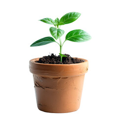 Young plant in terracotta pot new life growth nature