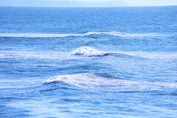 Fototapeta premium 青く美しい海原