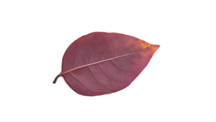 Single Purple Autumn Leaf with Detailed Veins and Soft Gradient Tones Isolated on Transparent Background