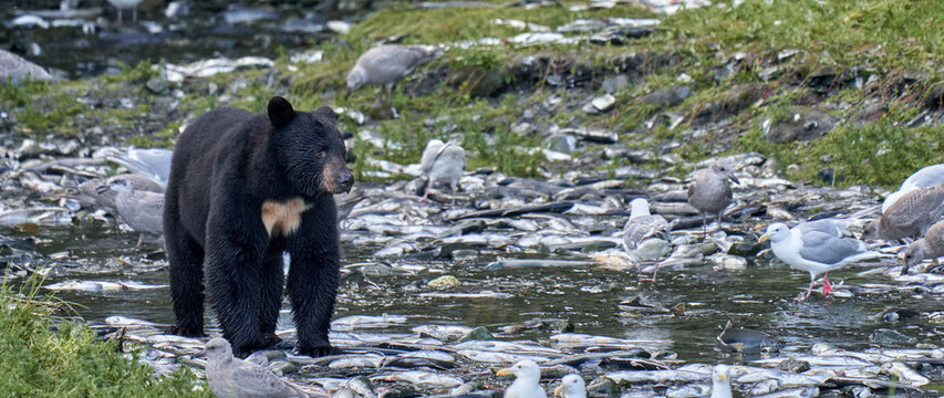 Black bear in paradise