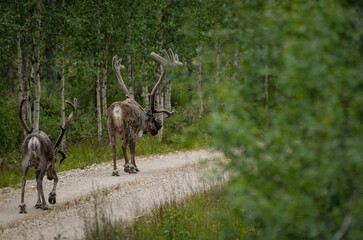 Two reindeer stags on the road through the taiga in Finland © Witold Lapinski