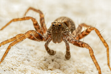 Araignée du genre Pardosa (Lycosidae) sur mur en pierre – araignée-loup dans son habitat naturel