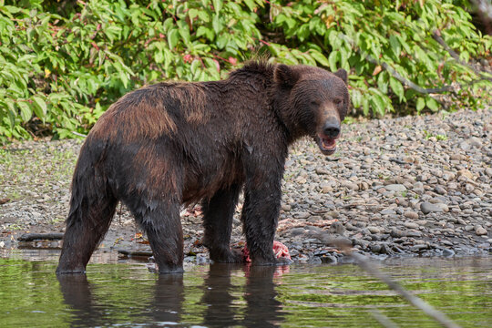 Angry Grizzly bear
