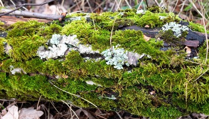 倒木に生えた苔の美しい表面とその自然の息吹 倒木の上に生い茂った苔が見せる鮮やかな緑の世界。自然の力が作り出すその美しい風景が心を癒やす。

