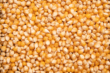 敷き詰めたポップコーンの種