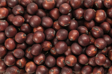 山形県川西町の紅大豆