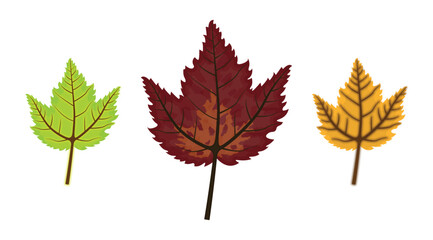 Autumn Leaf Collection – Red, Green, and Yellow Seasonal Foliage Vector