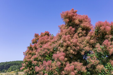 北海道由仁町、ふわふわ満開のスモークツリー【7月】