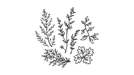 Cooking Herbs Collection line art detailed fresh herb sketches