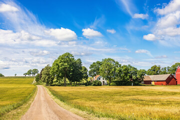 Farm in a grove of trees by a cornfield