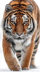 Obraz premium Majestic Tiger Strolling: A breathtaking portrait of a tiger, its intense gaze fixed forward as it strolls gracefully forward. The image showcases the animal's striking fur pattern and raw power. 