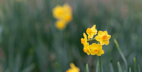 Obraz premium 満開の水仙の花 