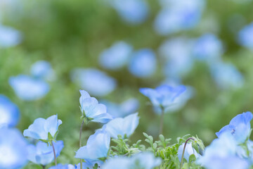 咲いている美しいネモフィラ	