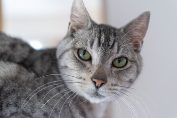 見つめる可愛い猫　サバトラ猫