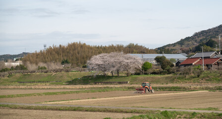 Obraz premium 桜が咲く日本の風景 