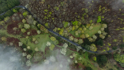 Aerial View of Winding Asphalt Road with White Car Riding Trough the Dense Woods on the High Mountain in Madeira Island.