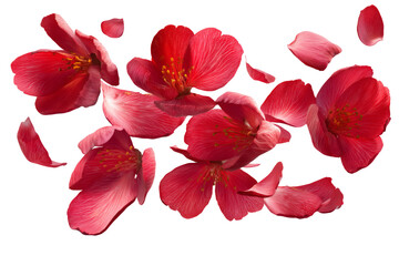 Flying cherry flowers isolated on white or transparent background
