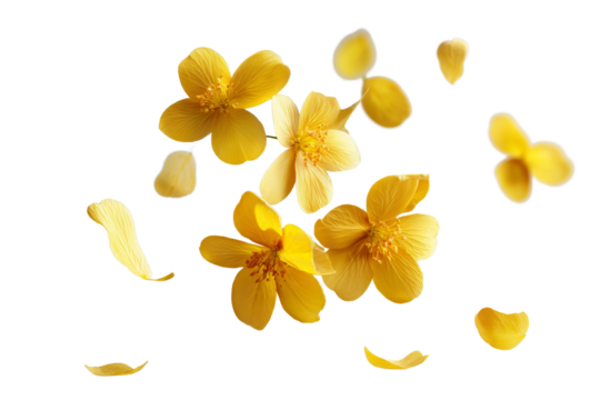 Springtime yellow petal flowers levitate in air, beautiful floral flying isolated on white or transparent background - Powered by Adobe