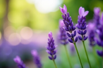 Cutout of a lavender bunch, shallow depth of field, horizontal , spa, graphic