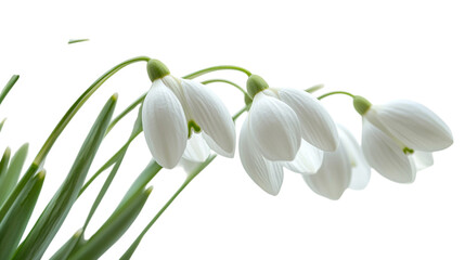 Fototapeta premium delicate snowdrop blossom with pure white petals gently drooping, presented on transparent background 