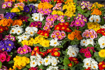 Bunt Bl&uuml;hende Primeln zum Verkauf  auf einem Blumenmarkt, Closeup, Deutschland