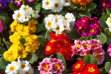 Bunt Blühende Primeln zum Verkauf  auf einem Blumenmarkt, Closeup, Deutschland