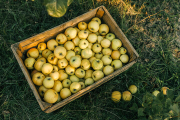 Rustic wooden crate full of freshly picked yellow apples standing on the grass in a sunny orchard with green trees in the background