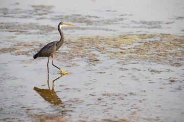 Coastal western reef heron, Egretta gularis waddling through water, wildlife at the arabian sea, India, egret at the beach