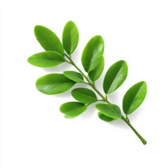 Naklejka premium Close up of a vibrant green leafy branch against a plain white background space