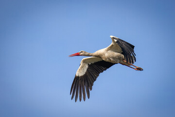 An adult white stork flies in the blue sky on a sunny spring evening.	An adult white stork in flight.