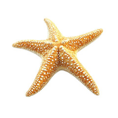 starfish isolated on transparent background