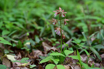 春の薄紫色の花　エビネ