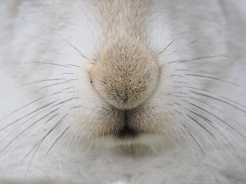 Extreme close-up of an arctic hare&rsquo;s nose and whiskers against soft white fur in a winter setting