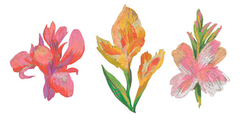 Spring clip art of canna flowers drawn with wax crayons on white isolated background. Children's botanical collection of oil pastel illustrations. Designs for greeting cards, stickers,  posters.