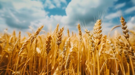 Fototapeta premium Golden wheat field under a partly cloudy sky.
