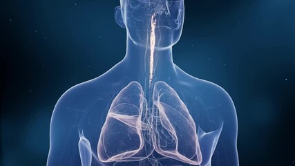 Pneumonia illness, healthy lungs and disease lungs, Human Lungs cancer, Cigarette smokers Lung disease, cancerous malignant tumor growing and spreading, respiratory system, asthma infection, 3d render