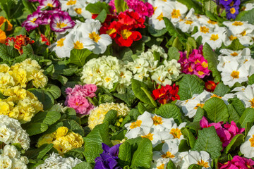 Bunt Blühende Primeln zum Verkauf  auf einem Blumenmarkt, Closeup, Deutschland