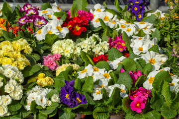 Bunt Blühende Primeln zum Verkauf  auf einem Blumenmarkt, Closeup, Deutschland