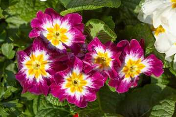 Bunt Blühende Primeln zum Verkauf  auf einem Blumenmarkt, Closeup, Deutschland