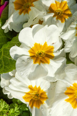 Weiss Blühende Primeln zum Verkauf  auf einem Blumenmarkt, Closeup, Deutschland