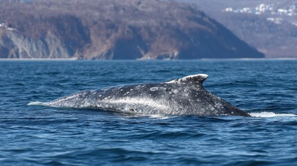 Fototapeta premium Gray Whale Breaching Surface, Coastal Mountain Backdrop