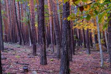 Colorful forest scene in autumn
