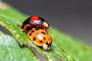 Couple de coccinelles asiatiques (Harmonia axyridis) en train de s'accoupler sur une feuille verte.