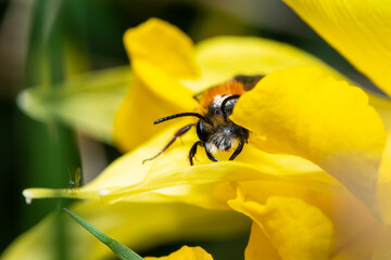 Andrène rousse (Andrena fulva) en train de butiner une fleur jaune en plein soleil