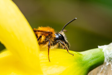 Andrène rousse (Andrena fulva) en train de butiner une fleur jaune en plein soleil