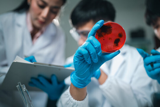 Medical scientists conducting research in a laboratory environment focus on cultivating bacterial cultures for pharmaceutical science and healthcare innovation through detailed scientific analysis