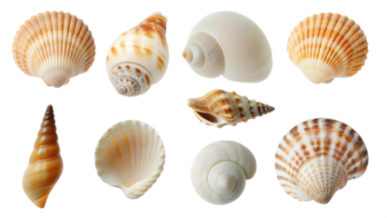 Collection set of beach seashells isolated on white background PNG